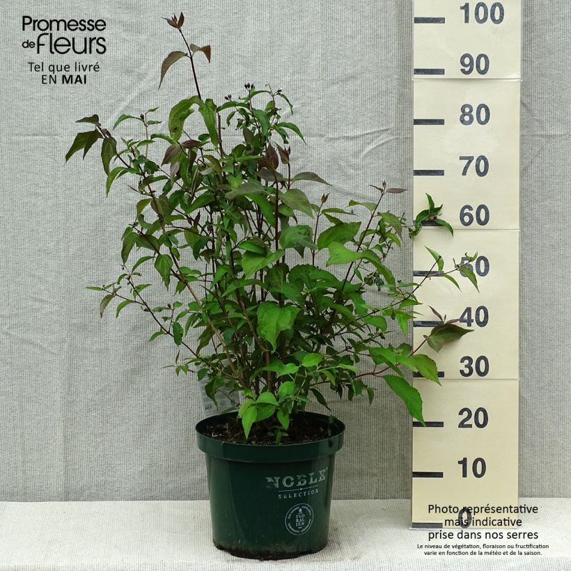 Exemplaar van Philadelphus Starbright - Boerenjasmijn Pot van 7,5 l/10 l zoals geleverd in de lente