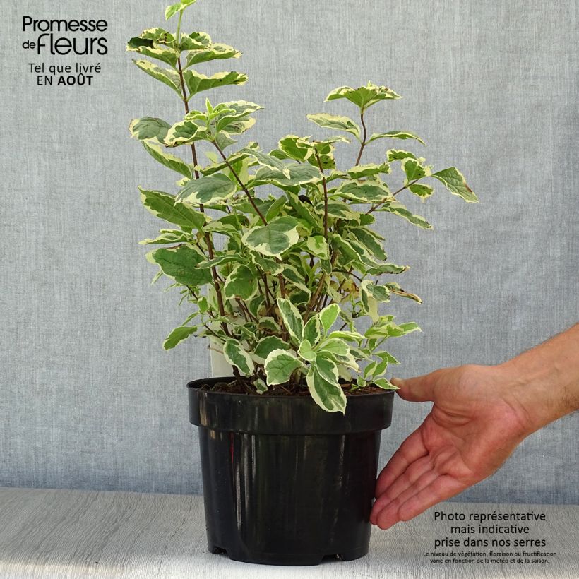 Exemplaar van Philadelphus coronarius Variegatus - Boerenjasmijn Pot van 3 l/4 l zoals geleverd in de zomer