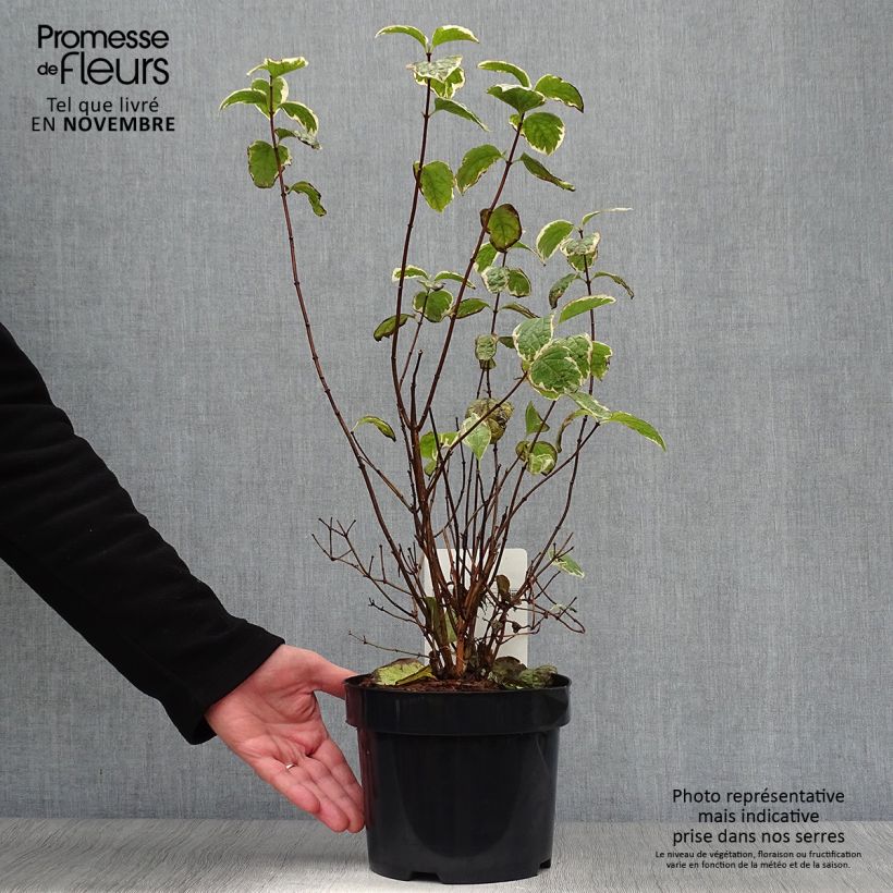 Exemplaar van Philadelphus coronarius Variegatus - Boerenjasmijn Pot van 3 l/4 l zoals geleverd in de herfst