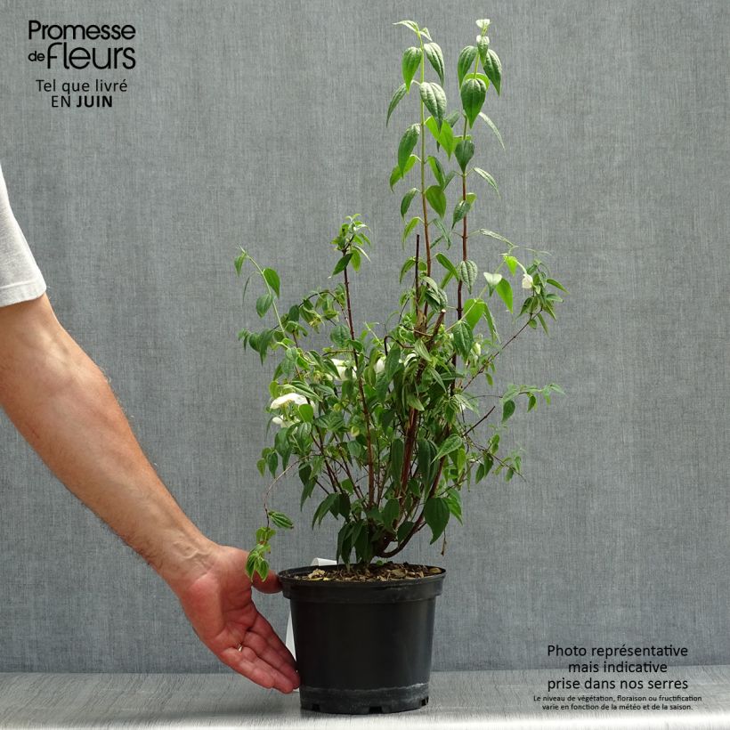 Exemplaar van Philadelphus mexicanus - Boerenjasmijn Pot van 3 l/4 l zoals geleverd in de zomer