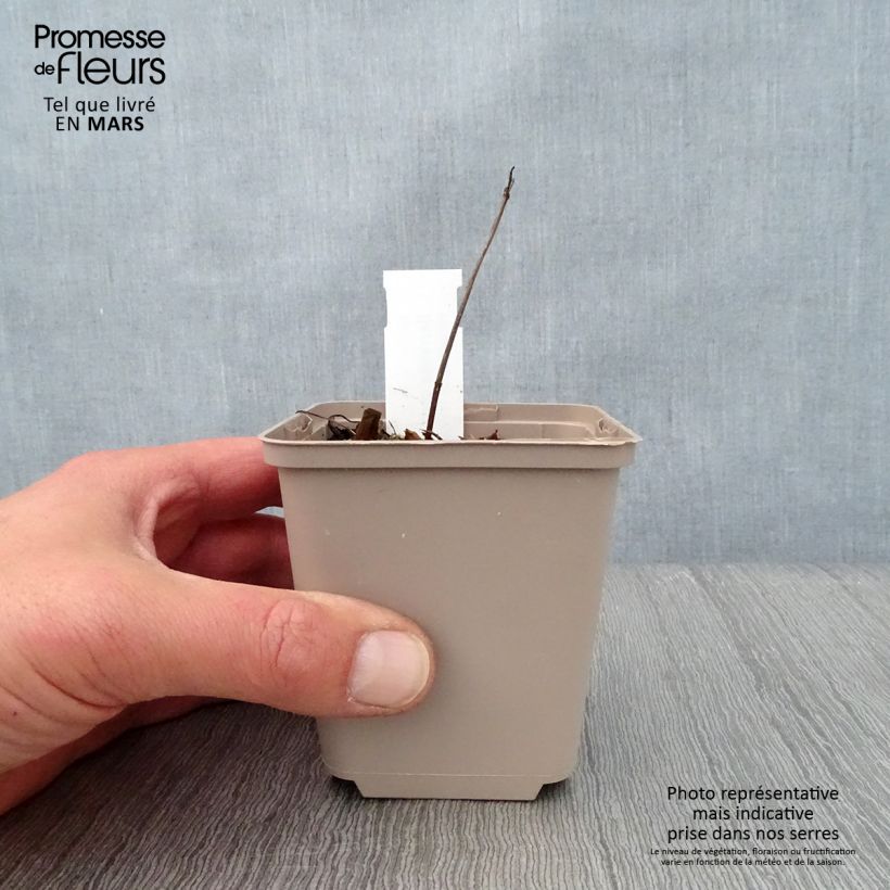 Exemplaar van Serratula seoanei - Zaagblad Kweekpotje van 8/9 cm zoals geleverd in de lente