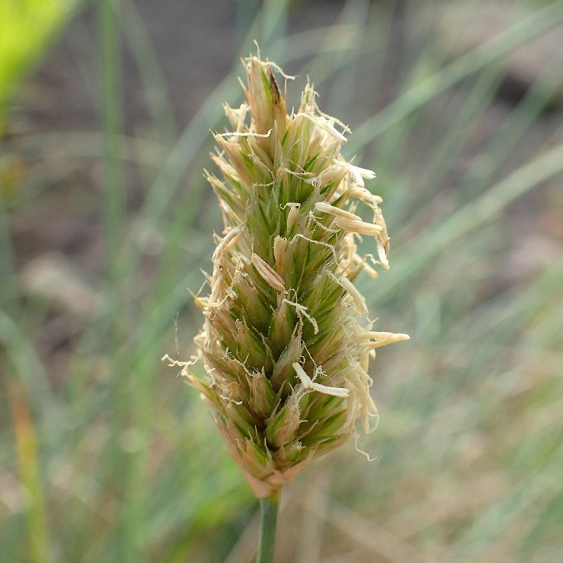 Sesleria argentea - Blauwgras (Flowering)