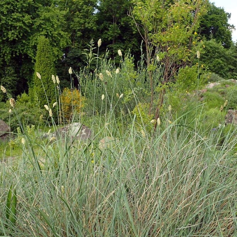 Sesleria argentea - Blauwgras (Plant habit)