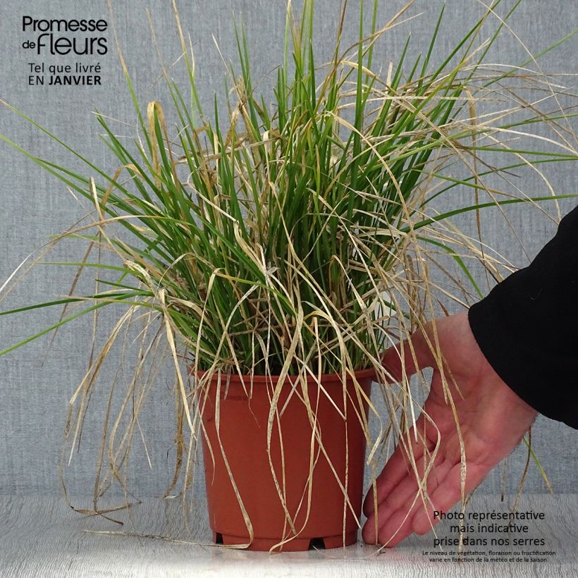 Example of Sesleria argentea - Seslérie argentée Pot van 1 l/1,5 l as you get in hiver