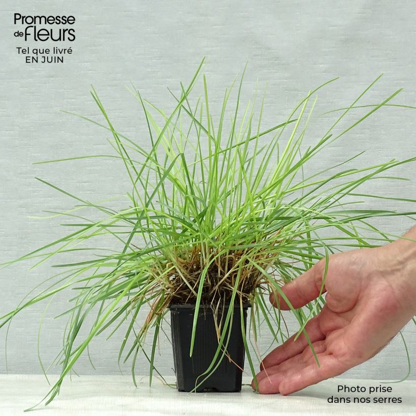 Exemplaar van Sesleria caerulea - Blauwgras Kweekpotje van 8/9 cm zoals geleverd in de zomer