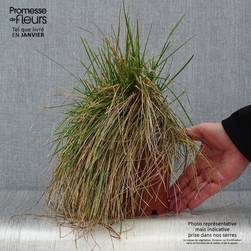 Example of Sesleria caerulea - Seslérie bleue Pot van 1 l/1,5 l as you get in hiver