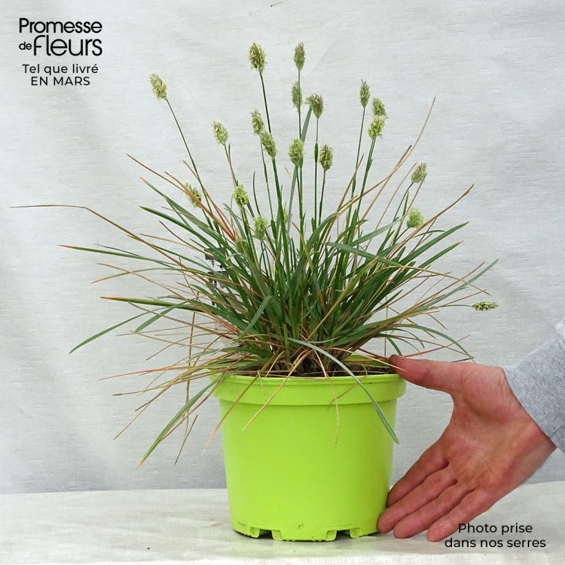 Exemplaar van Sesleria heufleriana - Blauwgras Pot van 2 l/3 l zoals geleverd in de lente