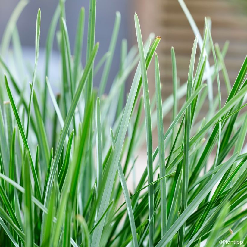 Sesleria heufleriana Blue Porcupine - Blauwgras (Blad)