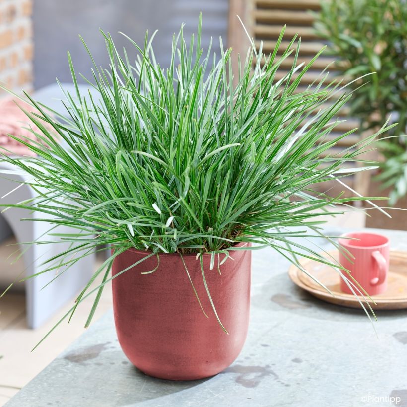 Sesleria heufleriana Blue Porcupine - Blauwgras (Groeiplaats)