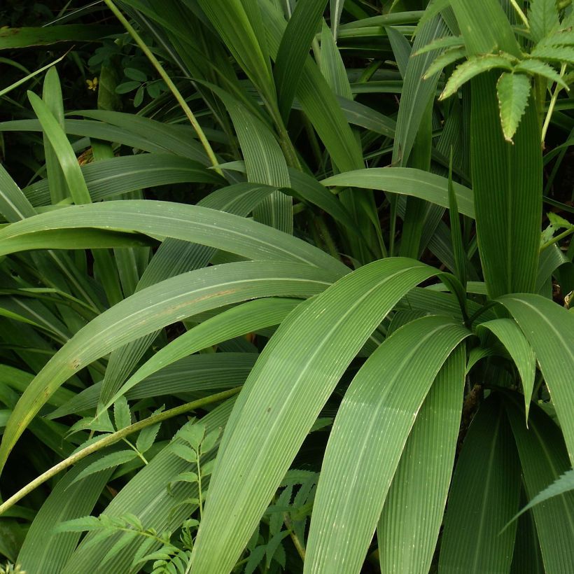 Setaria palmifolia - Palmgras (Foliage)
