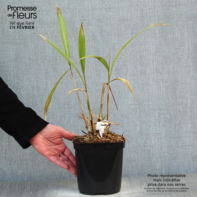 Example of Setaria palmifolia - Herbe-palmier Pot van 2 l/3 l as you get in hiver