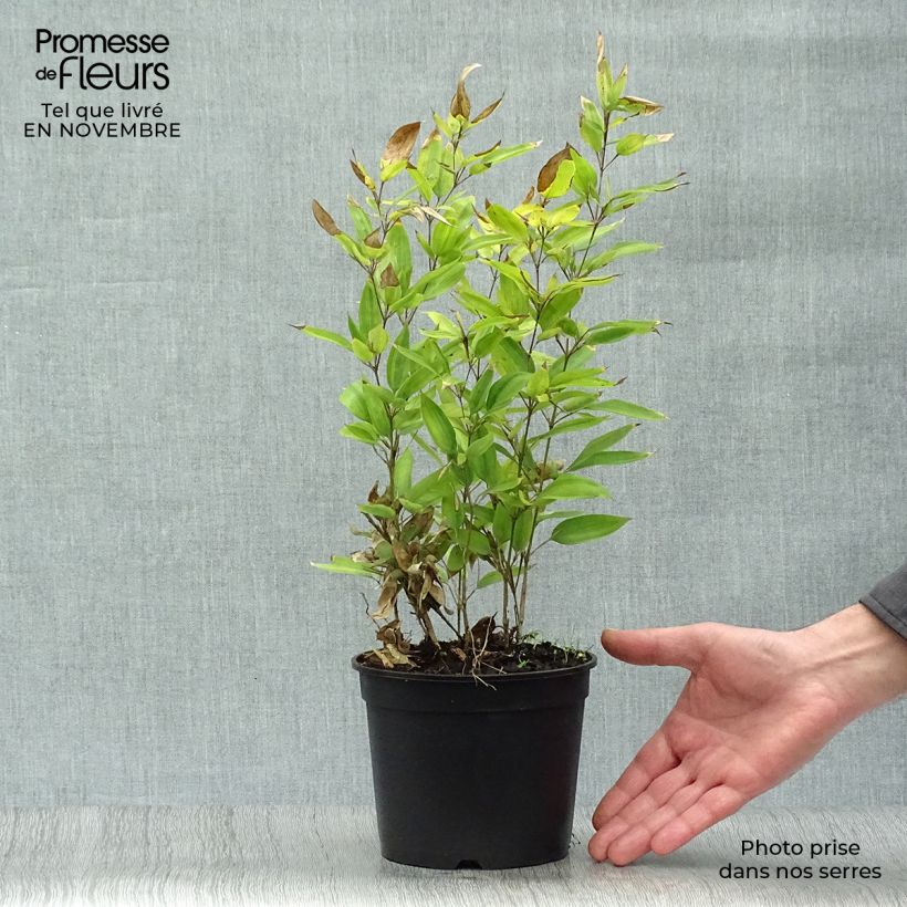 Exemplaar van Shibataea kumasaca - Bamboe Pot van 2 l/3 l zoals geleverd in de herfst