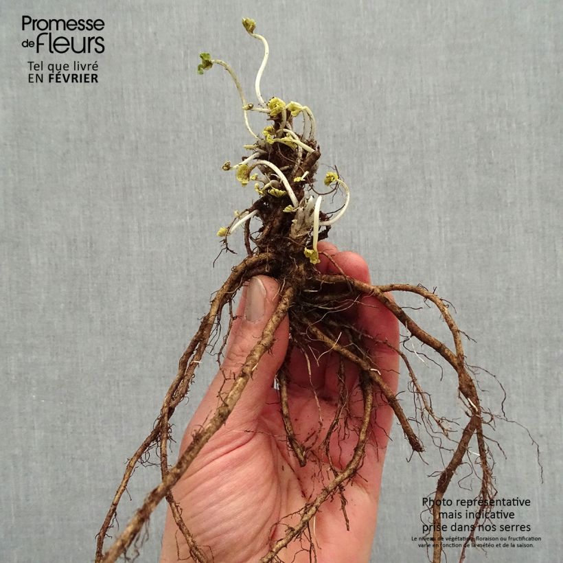 Exemplaar van Sidalcea Candy Girl - Griekse malva Naakte wortel zoals geleverd in de winter