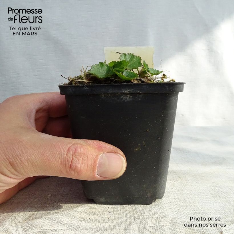 Exemplaar van Sidalcea Oberon - Griekse malva Kweekpotje van 8/9 cm zoals geleverd in de lente