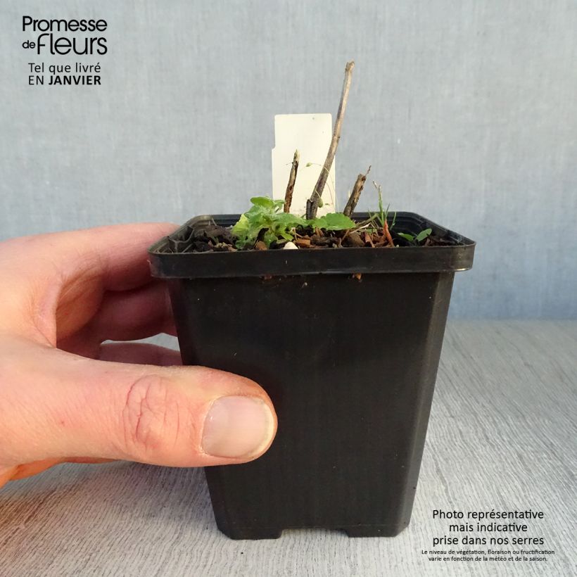 Example of Sidalcea Party Girl - Sidalcée Kweekpotje van 8/9 cm as you get in hiver