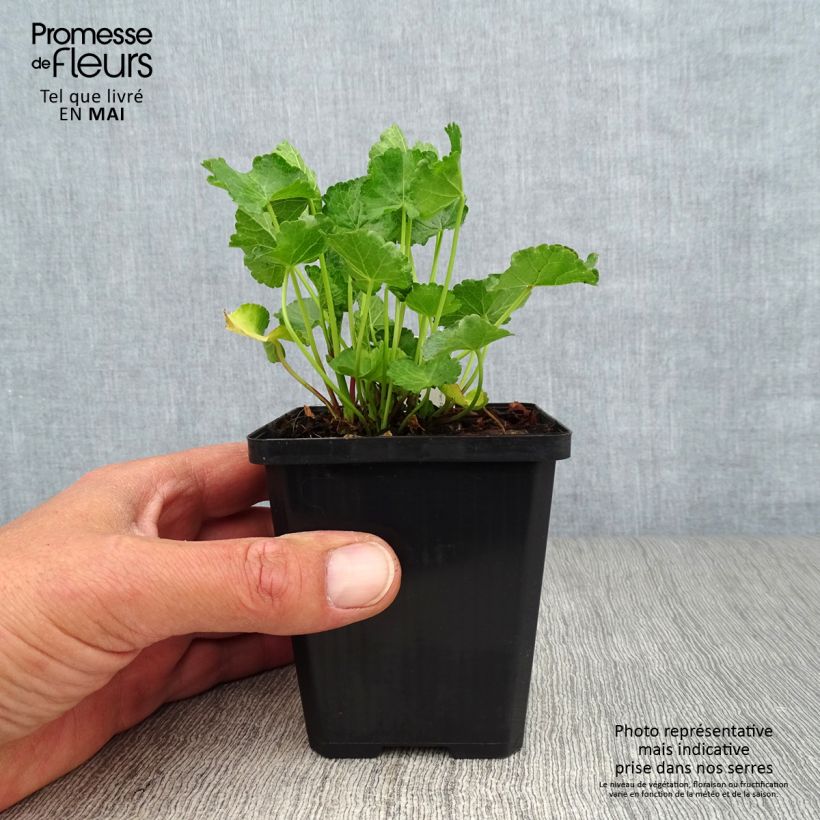 Exemplaar van Sidalcea Party Girl - Griekse malva Kweekpotje van 8/9 cm zoals geleverd in de lente