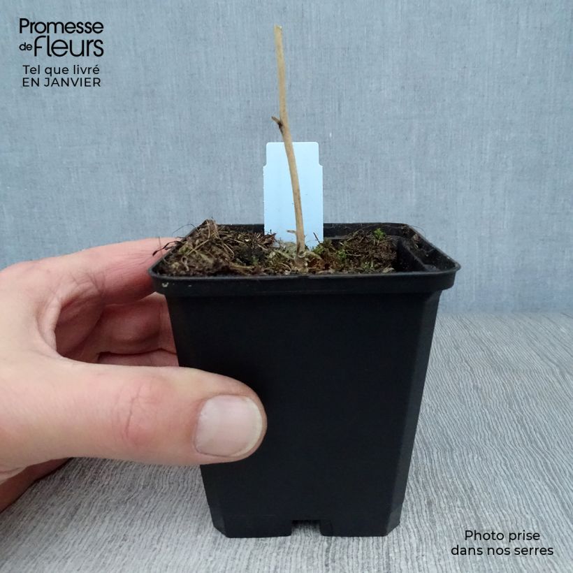 Example of Sidalcea malviflora Elsie Heugh - Griekse malva Kweekpotje van 8/9 cm as you get in hiver