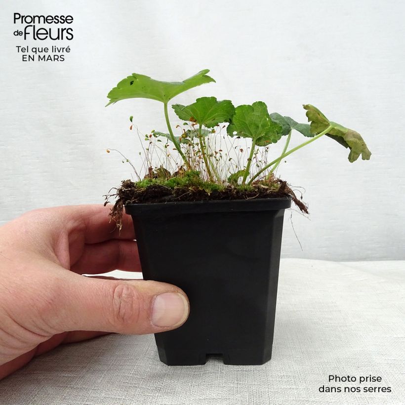 Exemplaar van Sidalcea malviflora Elsie Heugh - Griekse malva Kweekpotje van 8/9 cm zoals geleverd in de lente