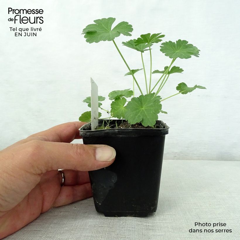 Exemplaar van Sidalcea candida - Griekse malva Kweekpotje van 8/9 cm zoals geleverd in de zomer