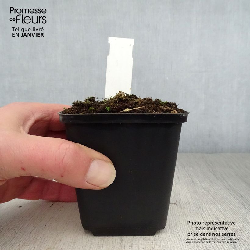 Example of Sidalcea ou sidalcée candida Kweekpotje van 8/9 cm as you get in hiver