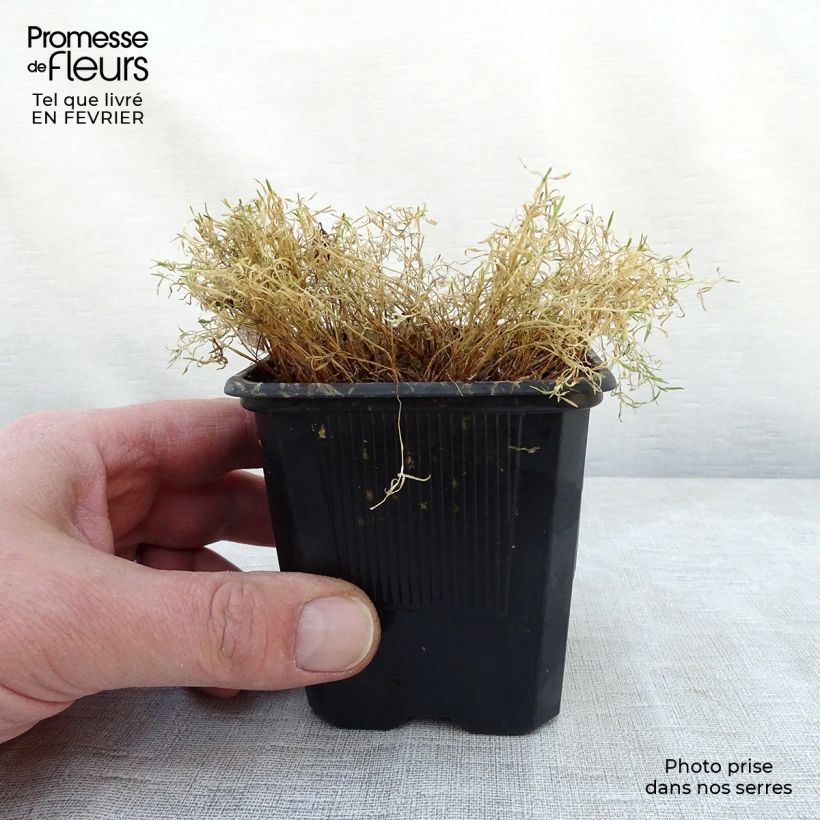 Example of Silene acaulis Kweekpotje van 7/8 cm as you get in hiver