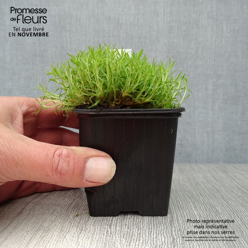 Exemplaar van Silene acaulis - Stengelloze silene Kweekpotje van 7/8 cm zoals geleverd in de herfst