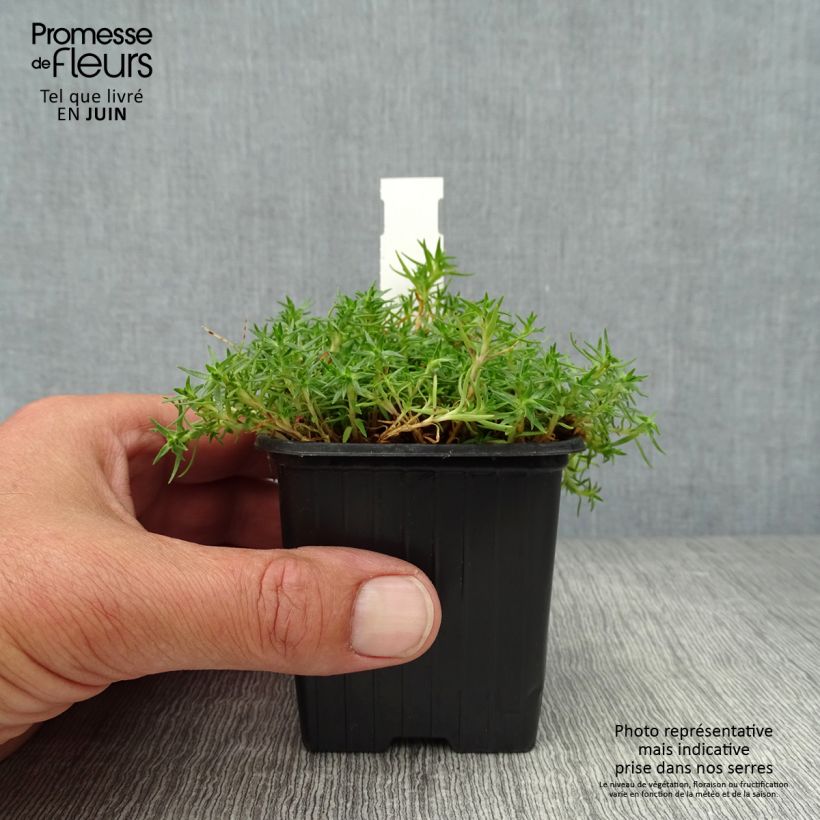 Exemplaar van Silene acaulis - Stengelloze silene Kweekpotje van 7/8 cm zoals geleverd in de zomer