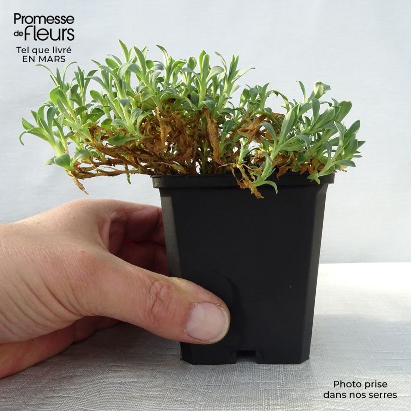 Exemplaar van Silene uniflora Weisskehlchen - Lijmkruid Kweekpotje van 8/9 cm zoals geleverd in de lente