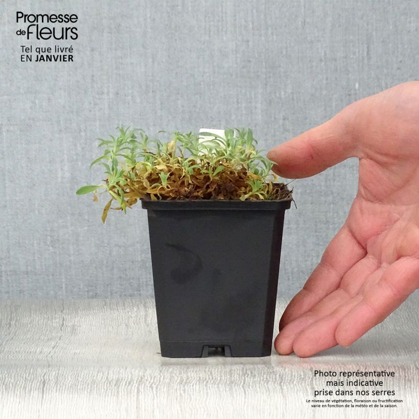 Example of Silène maritime Weisskehlchen - Silène maritime Kweekpotje van 8/9 cm as you get in hiver