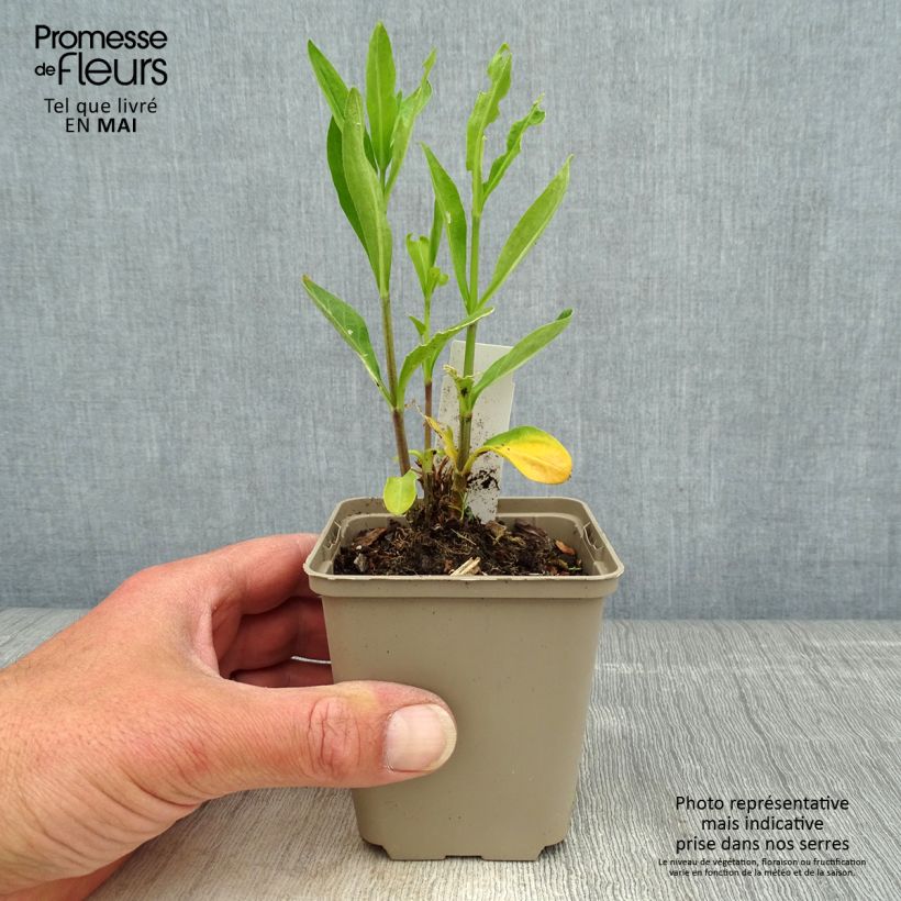 Exemplaar van Silene regia - Silène royal Kweekpotje van 8/9 cm zoals geleverd in de lente