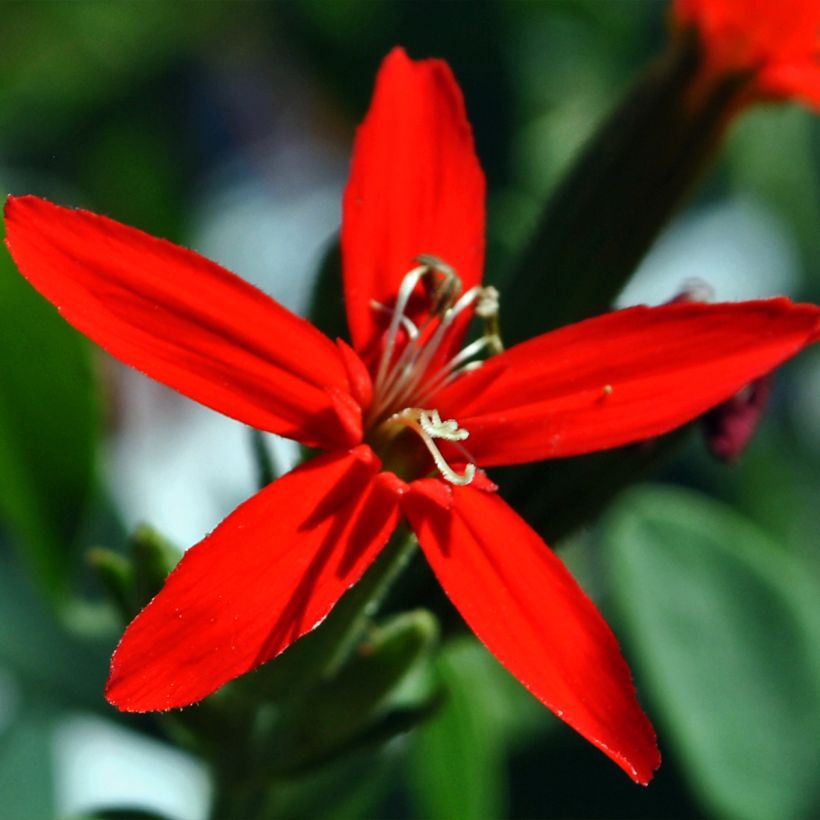 Silene regia - Silène royal (Bloei)