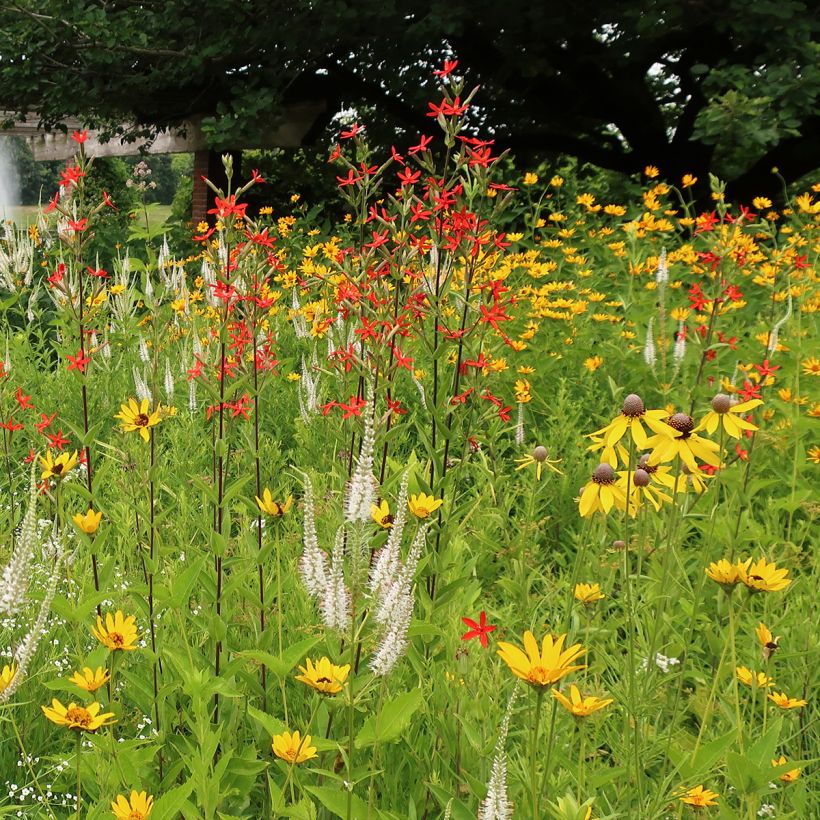 Silene regia - Silène royal (Groeiplaats)