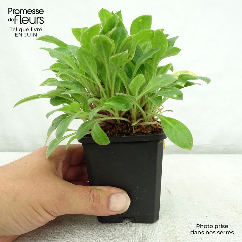 Exemplaar van Silene robotii Rollies Favorite - Dagkoekoeksbloem Kweekpotje van 7/8 cm zoals geleverd in de zomer