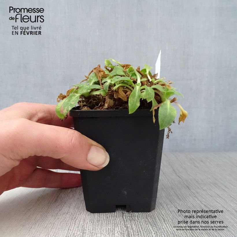 Example of Silène rub. Rollies Favorite - Silene robotii Kweekpotje van 7/8 cm as you get in hiver