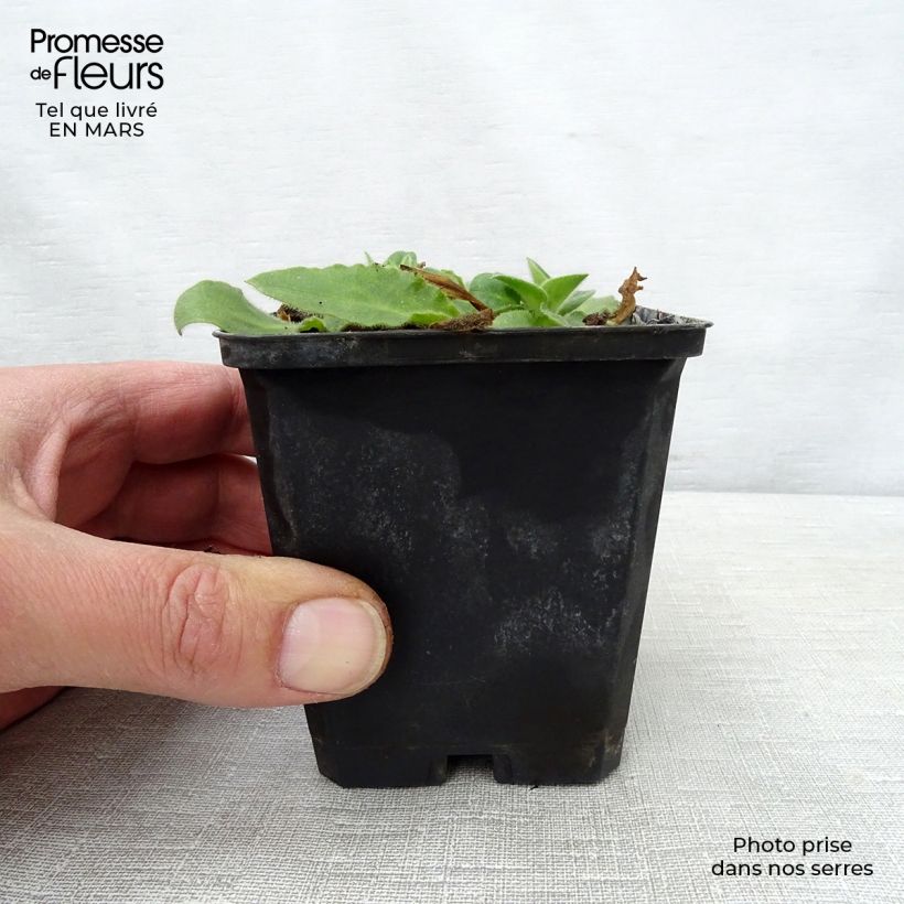 Exemplaar van Silene robotii Rollies Favorite - Dagkoekoeksbloem Kweekpotje van 7/8 cm zoals geleverd in de lente