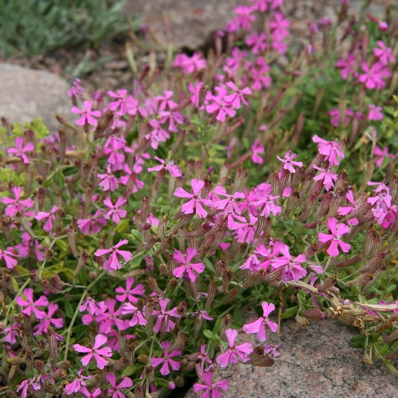 Silene schafta - Lijmkruid (Plant habit)