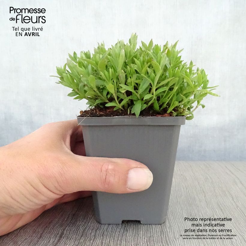 Exemplaar van Silene schafta - Lijmkruid Kweekpotje van 8/9 cm zoals geleverd in de lente