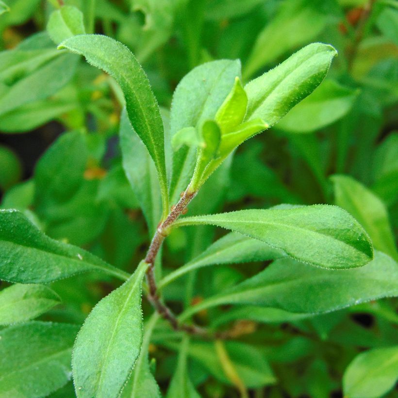 Silene schafta Splendens - Lijmkruid (Foliage)