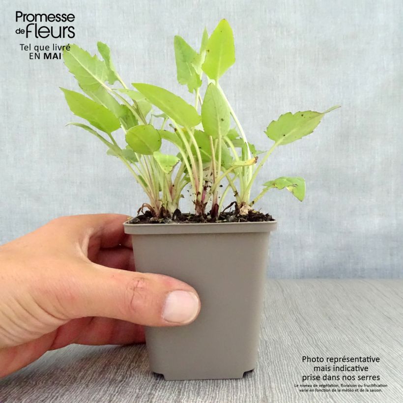 Exemplaar van Silphium perfoliatum - Zonnekroon Kweekpotje van 8/9 cm zoals geleverd in de lente