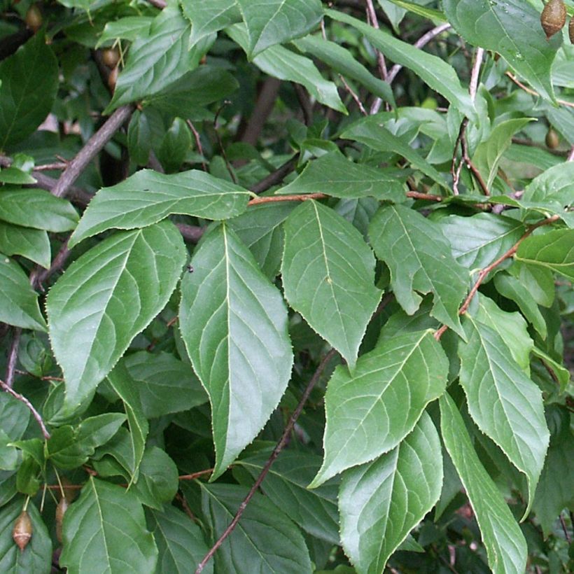 Sinojackia xylocarpa - Jacks boom (Foliage)