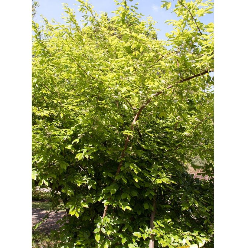 Sinojackia xylocarpa - Jacks boom (Plant habit)