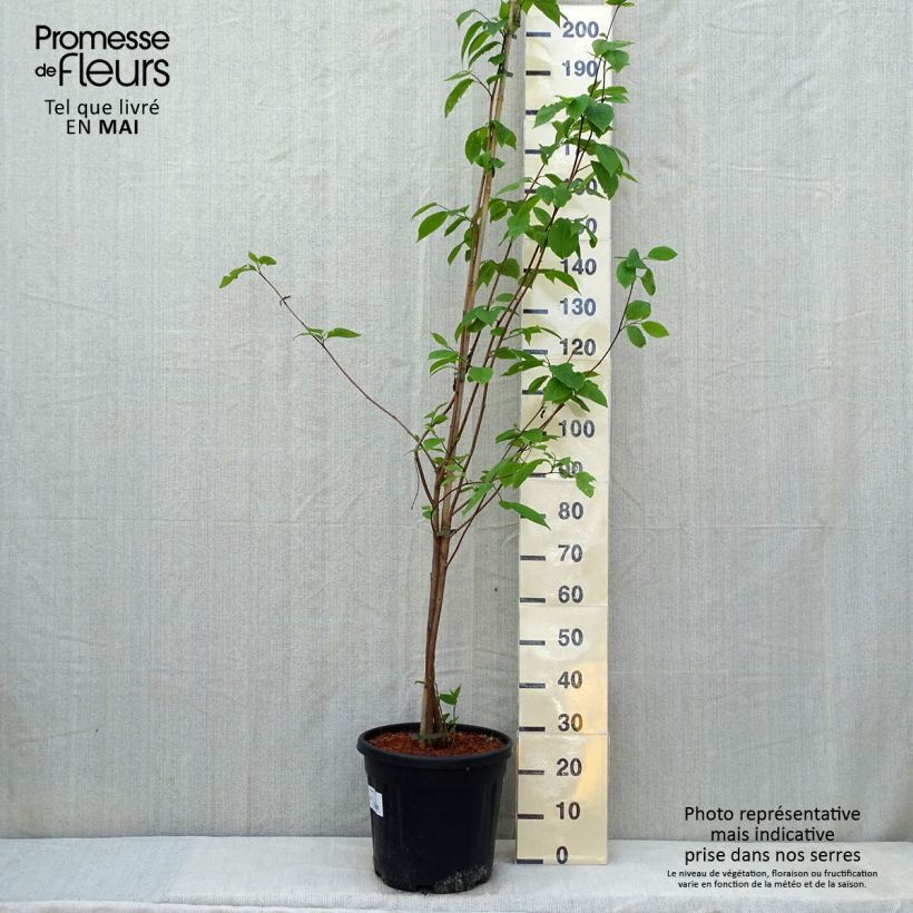 Example of Sinojackia xylocarpa - Jaquier de Chine Pot van 6 l/7 l as you get in printemps