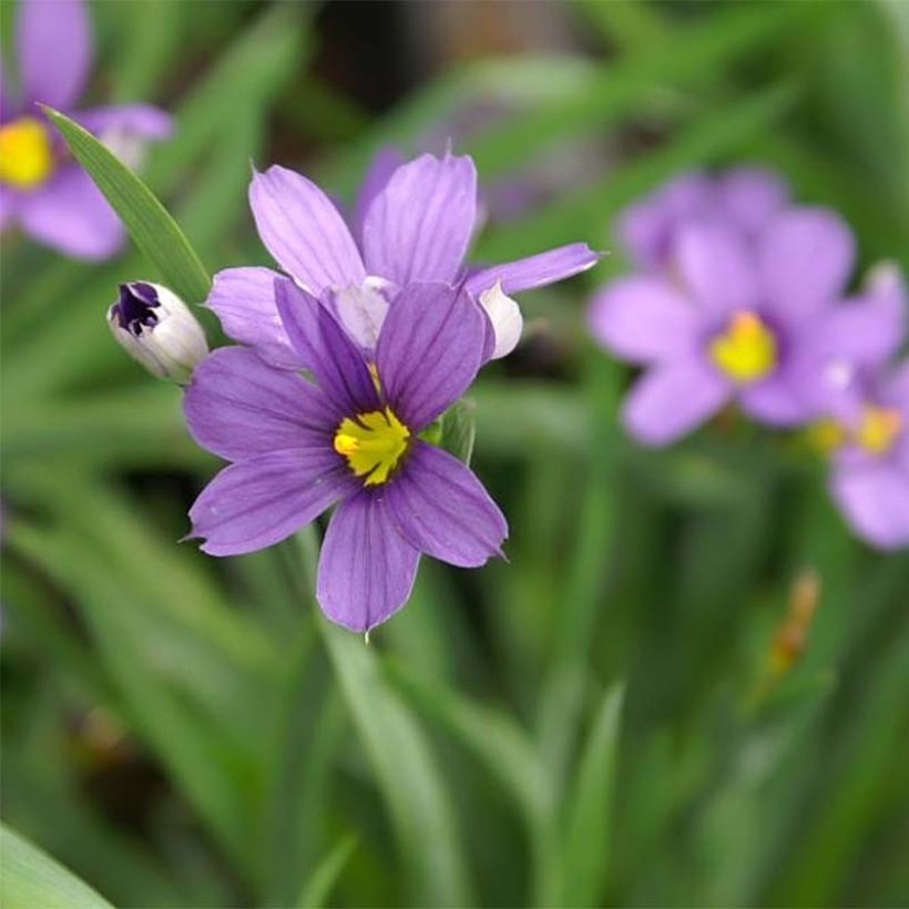 Sisyrinchium Lucerne - Bieslelie (Flowering)