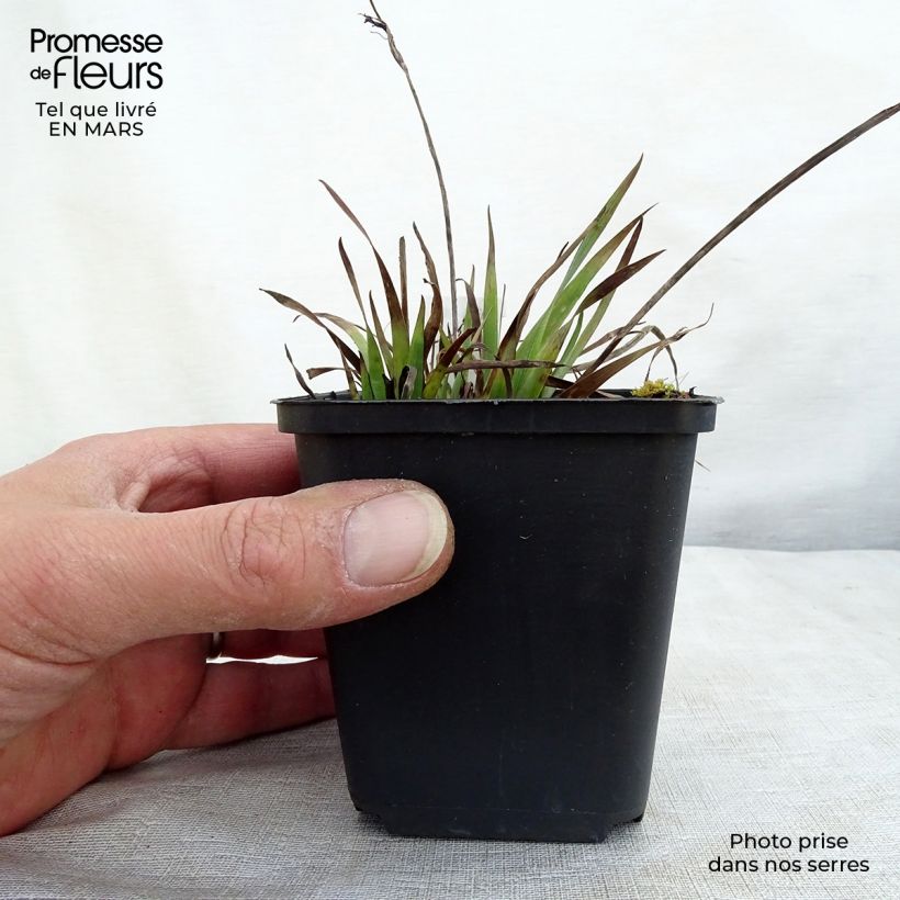 Example of Sisyrinchium Lucerne - Bermudienne hybride Kweekpotje van 8/9 cm as you get in hiver