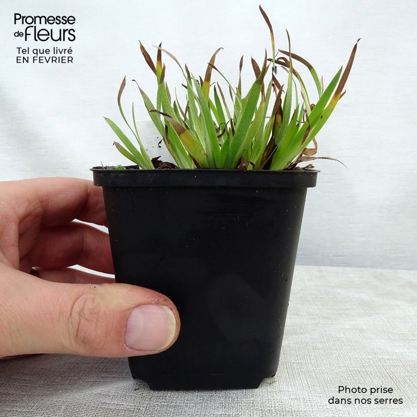 Example of Sisyrinchium angustifolium Devon Skies - Bieslelie Kweekpotje van 8/9 cm as you get in hiver