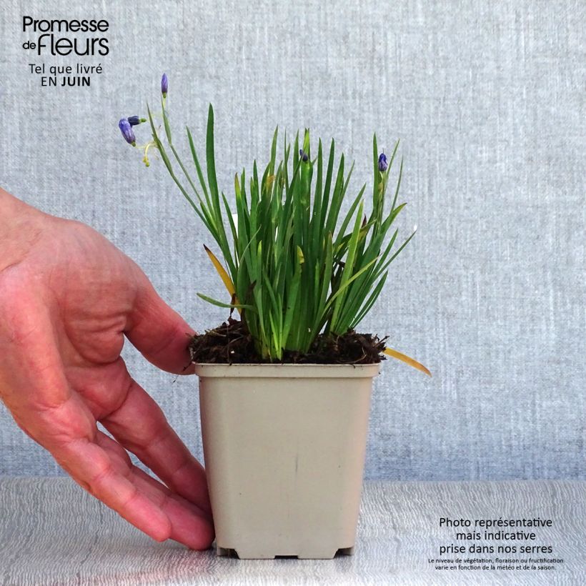 Exemplaar van Sisyrinchium angustifolium Devon Skies - Bieslelie Kweekpotje van 8/9 cm zoals geleverd in de zomer