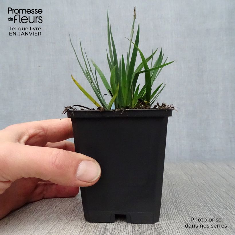 Example of Sisyrinchium bellum  Kweekpotje van 8/9 cm as you get in hiver