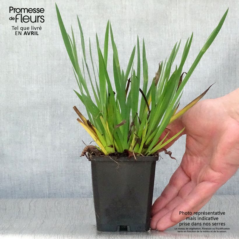 Exemplaar van Sisyrinchium bellum - Bieslelie Kweekpotje van 8/9 cm zoals geleverd in de lente