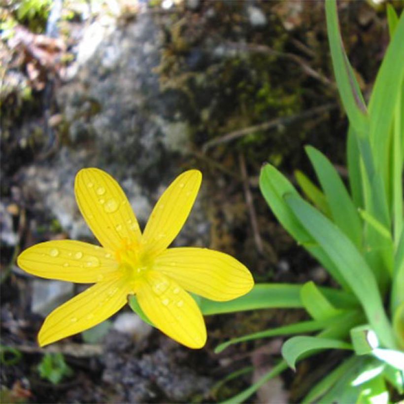Sisyrinchium californicum - Bieslelie (Flowering)