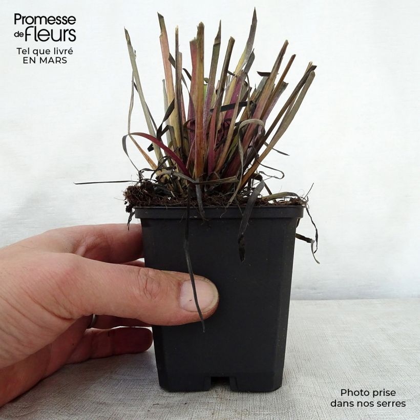 Exemplaar van Sisyrinchium californicum - Bieslelie Kweekpotje van 8/9 cm zoals geleverd in de lente